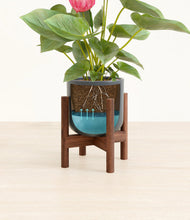 Load image into Gallery viewer, Iron Gray stand:walnut
