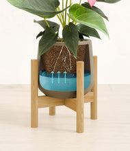 Load image into Gallery viewer, Olive stand:bamboo
