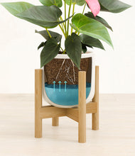 Load image into Gallery viewer, Cotton White stand:bamboo

