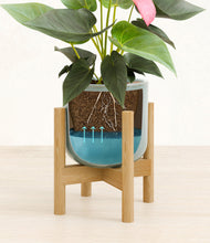 Load image into Gallery viewer, Reactive Aqua stand:bamboo
