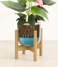 Load image into Gallery viewer, Sage Green stand:bamboo
