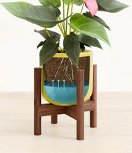 Load image into Gallery viewer, Key Lime Yellow stand:walnut

