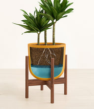 Load image into Gallery viewer, Sunset Orange stand:walnut
