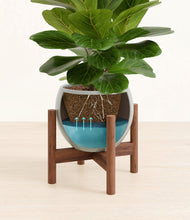 Load image into Gallery viewer, Deep Ocean stand:walnut
