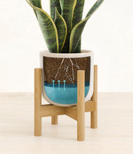 Load image into Gallery viewer, Snowdrift White stand:walnut
