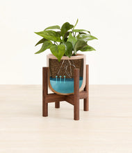 Load image into Gallery viewer, Glossy Pink stand:walnut
