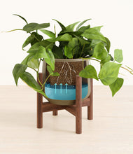Lade das Bild in den Galerie-Viewer, Olive stand:walnut
