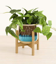 Lade das Bild in den Galerie-Viewer, Almond Green stand:bamboo
