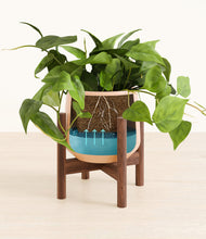 Lade das Bild in den Galerie-Viewer, Gentle Pink stand:walnut
