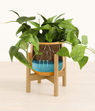 Lade das Bild in den Galerie-Viewer, Mustard stand:bamboo
