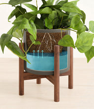 Load image into Gallery viewer, Dark Olive stand:walnut
