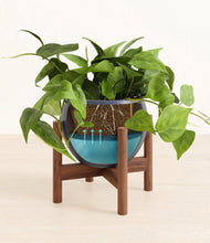Load image into Gallery viewer, Deep Navy stand:walnut

