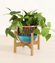 Load image into Gallery viewer, Calm Rose stand:bamboo
