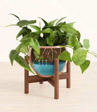 Load image into Gallery viewer, Calm Rose stand:walnut
