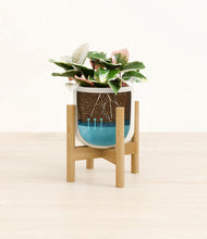 Load image into Gallery viewer, Cotton White stand:bamboo
