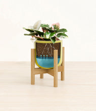 Load image into Gallery viewer, Key Lime Yellow stand:bamboo
