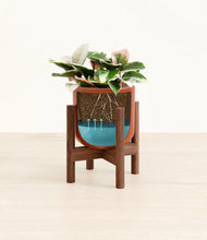 Load image into Gallery viewer, Glossy Red stand:walnut
