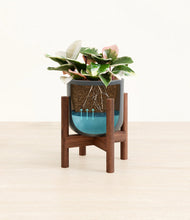 Load image into Gallery viewer, Iron Gray stand:walnut
