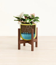 Load image into Gallery viewer, Key Lime Yellow stand:walnut
