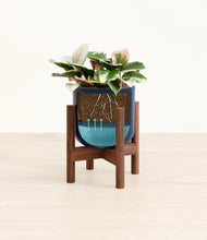 Load image into Gallery viewer, Twilight Blue stand:walnut
