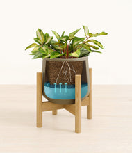 Load image into Gallery viewer, Olive stand:bamboo
