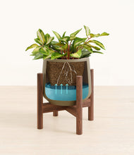 Load image into Gallery viewer, Olive stand:walnut
