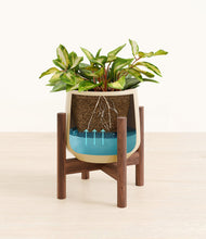Load image into Gallery viewer, Almond Green stand:walnut
