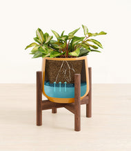 Load image into Gallery viewer, Mustard stand:walnut
