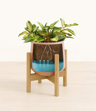 Load image into Gallery viewer, Calm Rose stand:bamboo
