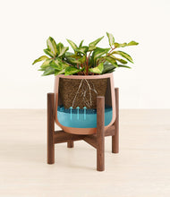 Load image into Gallery viewer, Calm Rose stand:walnut
