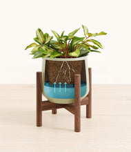 Load image into Gallery viewer, Turquoise stand:walnut
