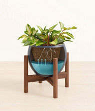 Load image into Gallery viewer, Deep Navy stand:walnut
