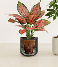 Load image into Gallery viewer, Orca stand:all
