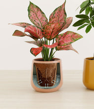 Load image into Gallery viewer, Sunset stand:all
