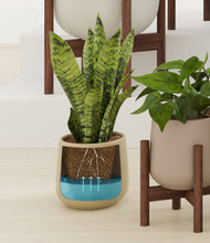 Load image into Gallery viewer, Woodland stand:five_stands
