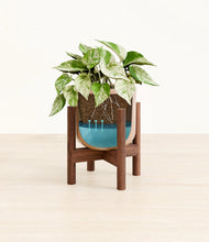 Load image into Gallery viewer, Glossy Pink stand:walnut
