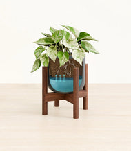 Load image into Gallery viewer, Iron Gray stand:walnut
