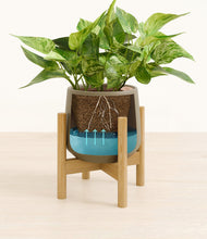 Load image into Gallery viewer, Olive stand:bamboo
