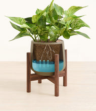 Load image into Gallery viewer, Olive stand:walnut
