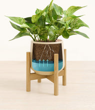Load image into Gallery viewer, Almond Green stand:bamboo
