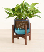 Load image into Gallery viewer, Deep Navy stand:walnut
