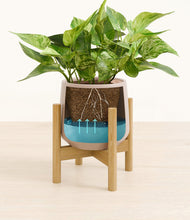 Load image into Gallery viewer, Eternal Gray stand:bamboo

