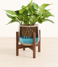 Load image into Gallery viewer, Eternal Gray stand:walnut
