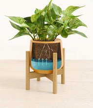 Load image into Gallery viewer, Mustard stand:bamboo
