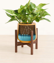 Load image into Gallery viewer, Mustard stand:walnut
