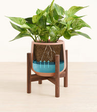 Load image into Gallery viewer, Calm Rose stand:walnut
