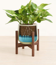 Load image into Gallery viewer, Turquoise stand:walnut

