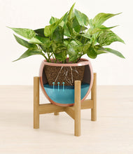 Load image into Gallery viewer, Calm Rose stand:bamboo
