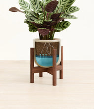 Load image into Gallery viewer, Sage Green stand:walnut
