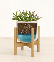 Load image into Gallery viewer, Snowdrift White stand:walnut
